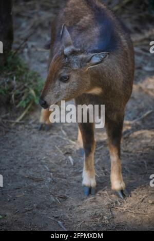 Red Goral, Naemorhedus baileyi, Sikkim, Indien Stockfoto