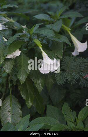 Kecubung, Brugmansia suaveolens, Brasiliens weiße Engelstrompete, auch bekannt als Engelstränen und verschneite Engelstrompete. Stockfoto