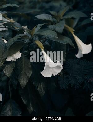 Kecubung, Brugmansia suaveolens, Brasiliens weiße Engelstrompete, auch bekannt als Engelstränen und verschneite Engelstrompete. Stockfoto