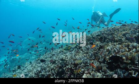 Allein ein Taucher schwimmt über dem wunderschönen tropischen Korallenriff mit vielen kleinen bunten Fischen in Indonesien, Bali. Kräftiges Licht erstrahlt durch blaue Farbe Stockfoto