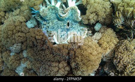 Sehr große schöne hellblaue Riesenmuschel mit sandfarbenen Flecken mit weich pulsierenden Xenia-Korallen. Das Bild wurde während des Tauchgangs in warmen Tr Stockfoto