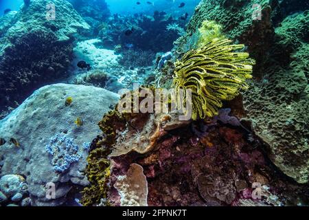 Black Yellow Swimming Feather Starfish auf Korallenriff. Aufgenommen während eines Tauchgangs im warmen tropischen Meer Indonesiens, Bali. Vorderansicht Stockfoto