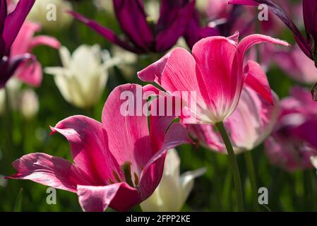 Fantastische Mariette Tulpen fangen die Nachmittagssonne beim Canadian Tulip Festival 2021 in Ottawa, Ontario, Kanada. Stockfoto