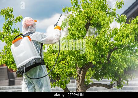 Gärtner Trägt Schutzausrüstung Insektizid Birnenbaum In Seinem Garten. Thema Schädlingsbekämpfung. Stockfoto