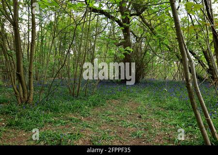 Eine malerische Landschaft mit Bluebells in den Wäldern von Ashenbank Stockfoto