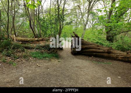Ein gefallener Baum blockiert den Fußweg in den Wäldern der Ashenbank Stockfoto