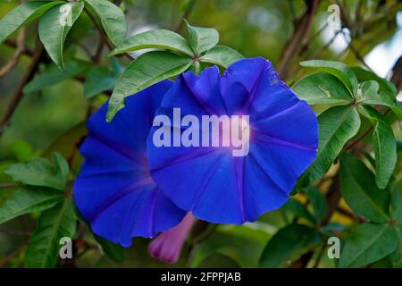 Blaue Morgenblüte (Ipomoea purpurea) Stockfoto