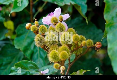 Achiote- oder Anatto-Früchte und -Blüten (Bixa orellana), Brasilien Stockfoto