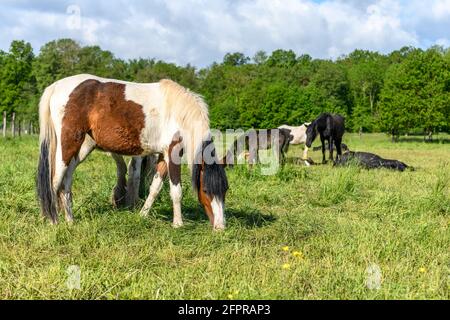 Irische Cob-Pferde auf einer Weide. Weide im Frühling in der französischen Landschaft. Stockfoto