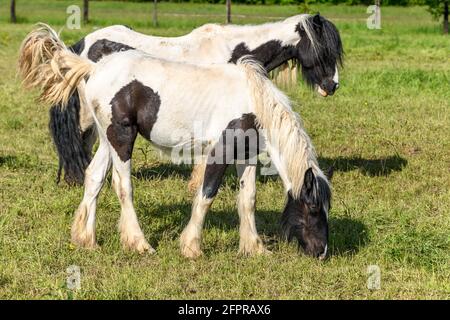 Irische Cob-Pferde auf einer Weide. Weide im Frühling in der französischen Landschaft. Stockfoto