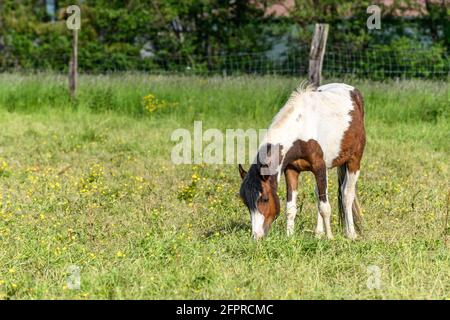 Pony auf einer Weide im Frühjahr. Pferde in der französischen Landschaft. Stockfoto