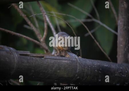 Orangenbauchige Himalaya-Eichhörnchen, Dremomys lokriah, Okre, Sikkim, Indien Stockfoto