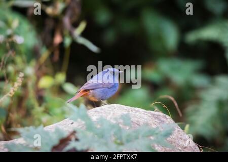 Plumbeous Water Redstart, Phoenicurus fuliginosus, Mangan, Sikkim, Indien. Stockfoto