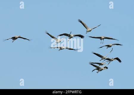 Flock of Common / Eurasian Cranes (Grus grus) Jungtiere, die vom Great Crane Project freigesetzt wurden und sich im Flug nähern, Somerset Levels und Moors, Großbritannien. Stockfoto
