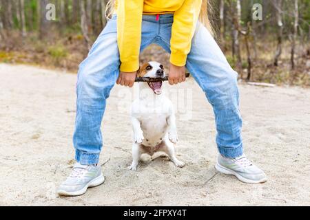 Der lustige Hund packte den Stock mit den Zähnen. Freundschaft eines Kindes und eines Hundes. Stockfoto