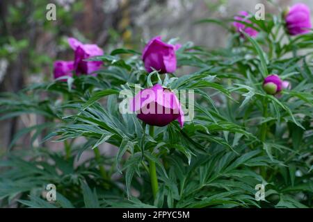 Leuchtend violette Pfingstrosen-Blüten Stockfoto