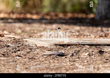 Junger killdeer watend Vogel Charadrius vociferus auf einem Feld in Naples, Florida Stockfoto