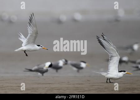 Landung der chinesischen Haubenschwalbe (Thalasseus bernsteini), (L) - mit der Greater Crested Terns (Thalasseus bergii), Mündung des Min-Flusses, Fujian, China, Juli 2011 Stockfoto