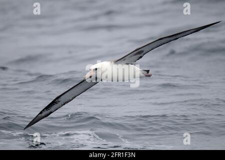 Laysan Albatross (Phoebastria immutabilis), alleinerziehender Erwachsener im Flug über die Meeresoberfläche, Seitenansicht, Beringmeer, vor Kamtschatka, Fernost-Russland 30. Mai 2012 Stockfoto