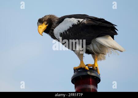 Stellers Seeadler (Haliaeetus pelagicus), erwachsen, auf Schiffsnavigationslicht, Kamtschatka, Fernost-Russland, 1. Juni 2012 Stockfoto