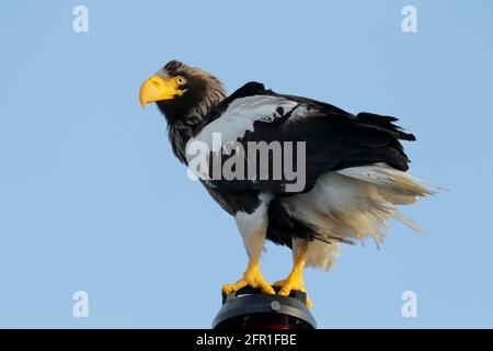 Stellers Seeadler (Haliaeetus pelagicus), erwachsen, auf Schiffsnavigationslicht, Kamtschatka, Fernost-Russland, 1. Juni 2012 Stockfoto