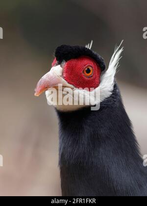 Braunohr-Fasan (Crossoptilon mantchuricum), Nahaufnahme, Porträt, in der Nähe des Xuanzhong-Tempels, Jiaocheng, Provinz Shanxi, China, 7. November 2012 Stockfoto
