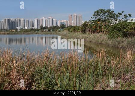 Blick auf Tin Shui Wai New Town, mit kommerziellen Fischteichen im Vordergrund, New Territories, Hong Kong 21st April 2021 Stockfoto