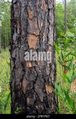 Gebrannte Rinde von Langblatt-Kiefer (Pinus palustris, Golf-Küstenebene, USA, von James D. Coppinger/Dembinsky Photo Assoc Stockfoto