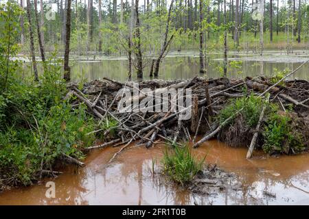 Beaver Dam, aktiv, Northwestern Florida, USA von James D. Coppinger/Dembinsky Photo Assoc Stockfoto