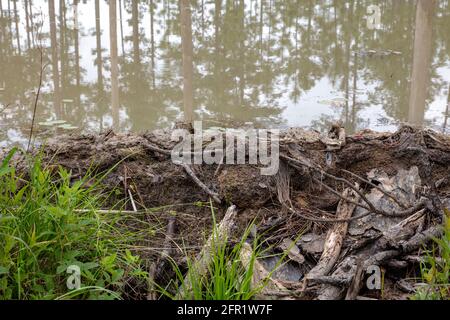 Beaver Dam, aktiv, Northwestern Florida, USA von James D. Coppinger/Dembinsky Photo Assoc Stockfoto