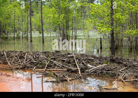 Beaver Dam, aktiv, Northwestern Florida, USA von James D. Coppinger/Dembinsky Photo Assoc Stockfoto