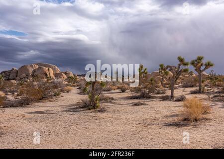 Joshua Tree National Park, CA, USA - 30. Dezember 2012: Bäume auf Sand vor beigen sonnenbeleuchteten Felsbrocken unter ankommender regnerischer und nebliger Wolkenlandschaft Stockfoto