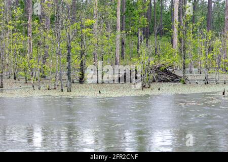 Beaver Lodge, aktiv, Northwestern Florida, USA, von James D. Coppinger/Dembinsky Photo Assoc Stockfoto