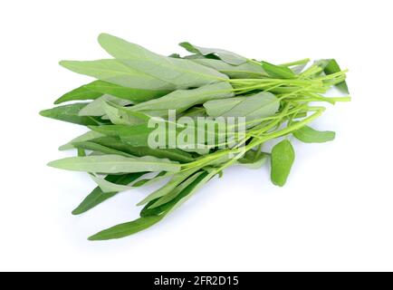 Morning Glory isoliert auf weißem Hintergrund Stockfoto