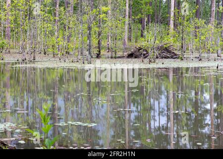 Beaver Lodge, aktiv, Northwestern Florida, USA, von James D. Coppinger/Dembinsky Photo Assoc Stockfoto