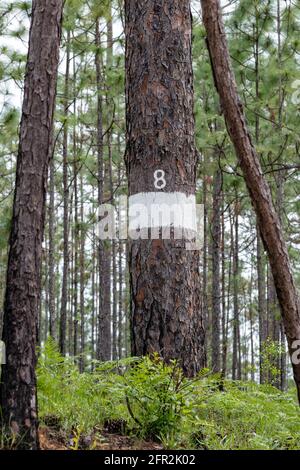 Langblättrige Kiefer mit aktivem Rotzackspecht-Nest, Northwestern Florida, USA, von James D. Coppinger/Dembinsky Photo Assoc Stockfoto