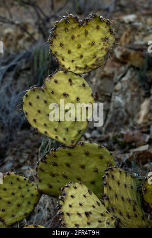 Herzförmiger Kaktus aus stacheliger Birne in der Sonoranischen Wüste von Saguaro Nationalpark Stockfoto