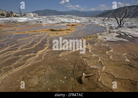 Mammutterrassen gefüllt mit Wasser im Yellowstone National Park, Wyoming, USA. Ausgedehntes Travertin-Hochplateau. Stockfoto