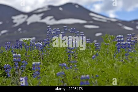 Nootka Lupine vor dem Berg im Hintergrund in Island Stockfoto