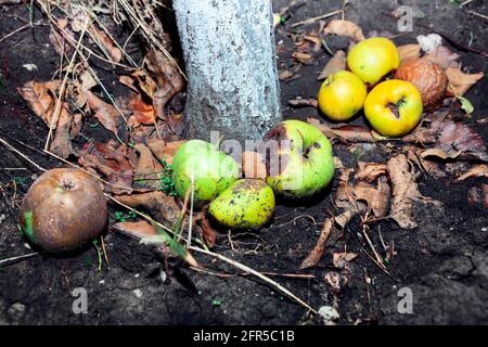 Gefallene und verdorbene Äpfel im Garten. Fehler beim Beschneiden Stockfoto