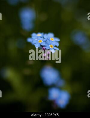 Vergissmeinnicht-Blume (Myosotis scorpioides), die im Garten der Lokalle angebaut wird, wunderschöne zarte Blumen und helle Pastellfarben Stockfoto