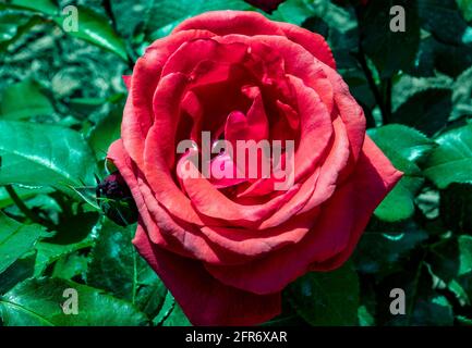 Blick hinunter auf eine rote Rose in voller Blüte Stockfoto