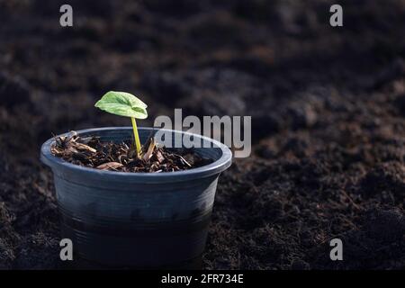 Aus dem Topf wachsendes Caladium. Caladium sind Zierpflanzen mit einzigartigen Blättern und ungewöhnlichen Farben. Stockfoto