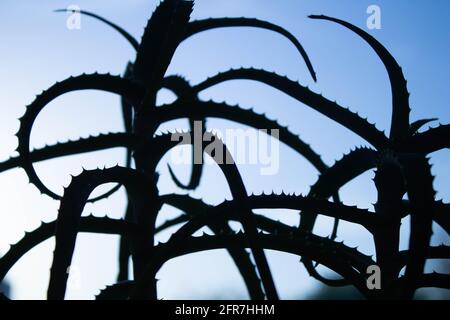 Aloe-Figur. Umriss einer Nahaufnahme der Aloe-Blume. Schwarzer Schatten von einer Blume. Aloe auf einem hellen Hintergrund. Stockfoto