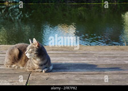 Tabby Katze sitzt auf einem hölzernen Angeldeck in der Sonne mit weich fokussierten Wasser im Hintergrund Stockfoto