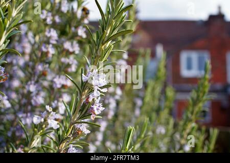 Violette Salbeistrauchblüten „Salvia officinalis „Purpurascens“ in einem Frühlingsgarten mit einem weichen Haus im Hintergrund Stockfoto