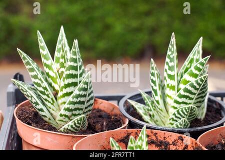 Nahaufnahme von eingetopften Aloe Vera Pflanzen mit weichem Fokus Hintergrund Stockfoto