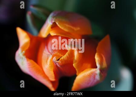 Nahaufnahme der orangen Tulpe Tulipa, die kurz vor der Blüte in einem Blumenbeet mit weichem Hintergrund steht Stockfoto