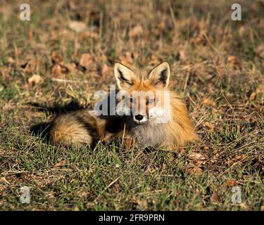 Rotfuchs, der sich im Frühling auf Gras mit einem unscharfen Hintergrund legt und in seiner Umgebung und seinem Lebensraum die Kamera anschaut. Fox-Bild. Bild. Stockfoto