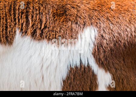 Braue und weiße Fellstruktur Stockfoto